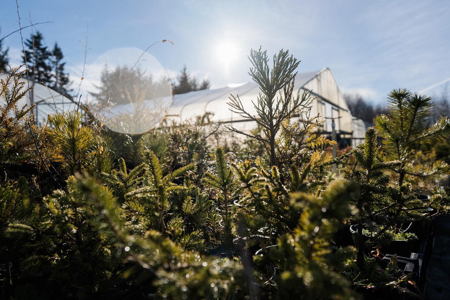 Evergreen Plants Shop -Evergreen Plants Shop 913qhsehbf