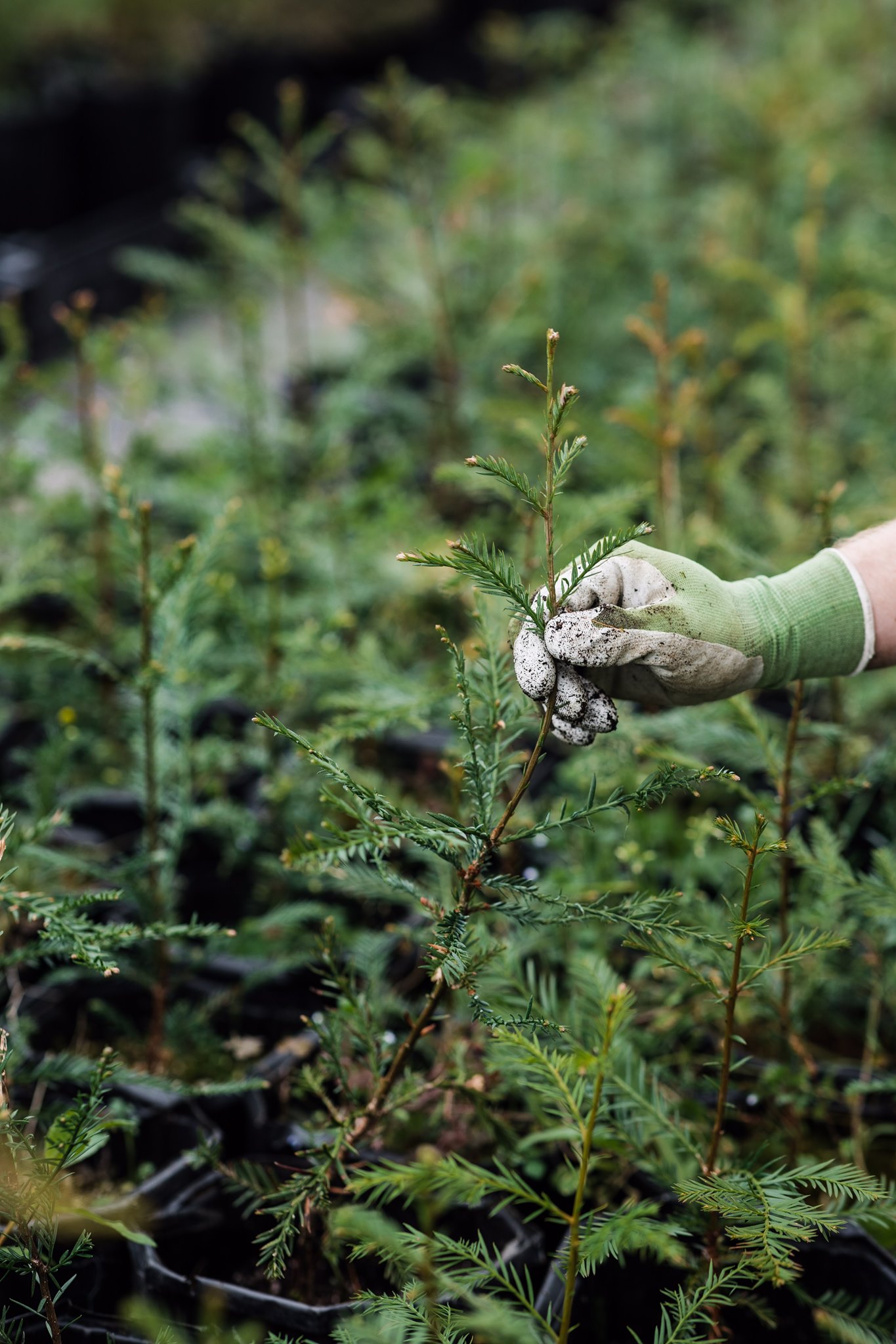 Evergreen Plants Shop -Evergreen Plants Shop 913w