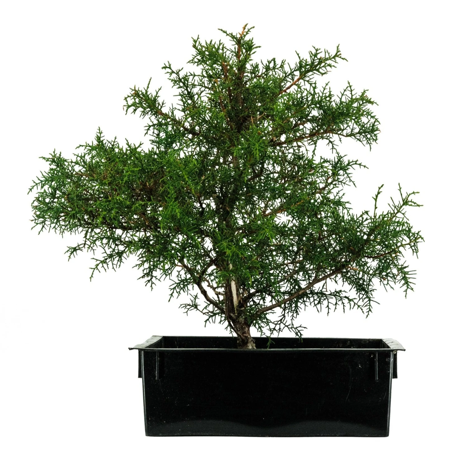 Bonsai Special | Arizona Cypress (A8) 1 Bonsai Special | Arizona Cypress (A8)