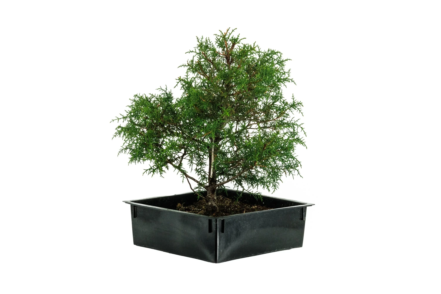 Bonsai Special | Arizona Cypress (A8) 2 Bonsai Special | Arizona Cypress (A8) - Image 2