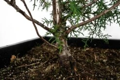 Bonsai Special | Arizona Cypress (A8) 9 Bonsai Special | Arizona Cypress (A8) -Evergreen Plants Shop A8ArizonaCypress Bonsai 3