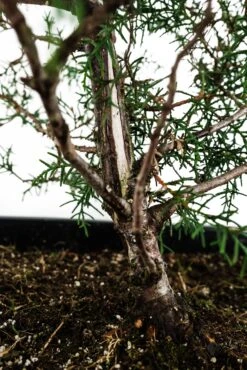 Bonsai Special | Arizona Cypress (A8) 10 Bonsai Special | Arizona Cypress (A8) -Evergreen Plants Shop A8ArizonaCypress Bonsai 4