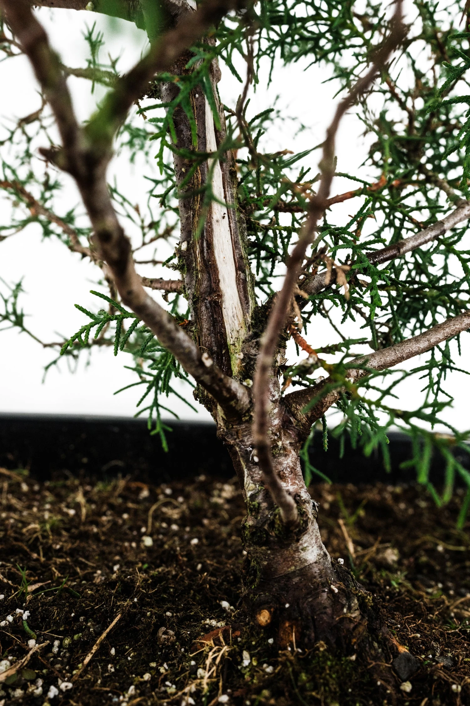 Bonsai Special | Arizona Cypress (A8) 4 Bonsai Special | Arizona Cypress (A8) - Image 4