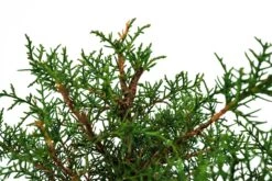 Bonsai Special | Arizona Cypress (A8) 11 Bonsai Special | Arizona Cypress (A8) -Evergreen Plants Shop A8ArizonaCypress Bonsai 5