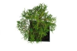 Bonsai Special | Arizona Cypress (A8) 13 Bonsai Special | Arizona Cypress (A8) -Evergreen Plants Shop A8ArizonaCypress Bonsai 7