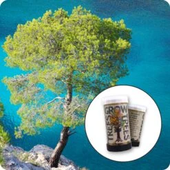 Aleppo Pine | Mini-Grow Kit