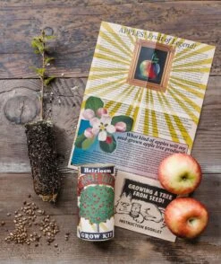 Apple Tree | Seed Grow Kit -Evergreen Plants Shop AppleGrowKitBatch2 4 Small e2ff0664 afa6 46be bf5e 6f0013f3ccf9