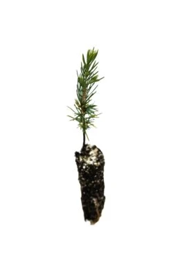 Bonsai Starter | Packaged Live Tree -Evergreen Plants Shop AtlasCedar 2