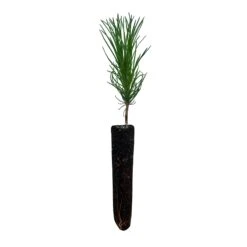 Austrian Black Pine | Small Tree Seedling