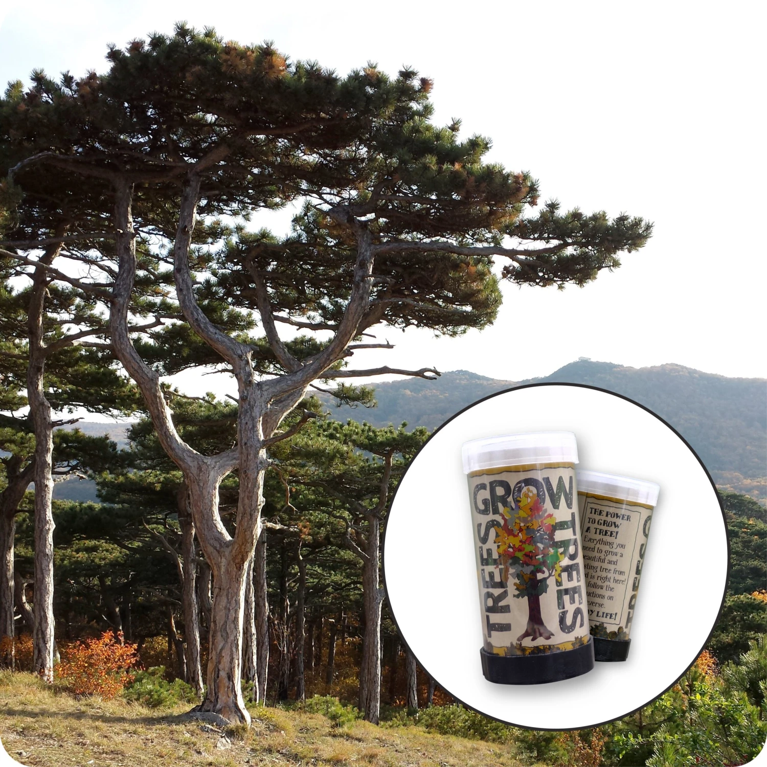 Austrian Black Pine | Mini-Grow Kit 1 Austrian Black Pine | Mini-Grow Kit