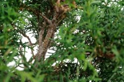 Bonsai Special | Arizona Cypress (B3) -Evergreen Plants Shop B3ArizonaCypressBonsai 3