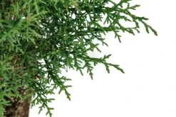Bonsai Special | Arizona Cypress (B3) -Evergreen Plants Shop B3ArizonaCypressBonsai 4