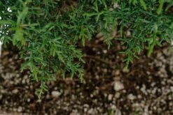Bonsai Special | Arizona Cypress (B3) -Evergreen Plants Shop B3ArizonaCypressBonsai 5