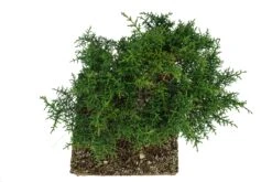 Bonsai Special | Arizona Cypress (B3) -Evergreen Plants Shop B3ArizonaCypressBonsai 6