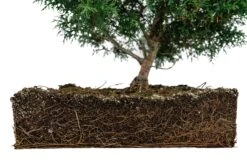 Bonsai Special | Arizona Cypress (B3) -Evergreen Plants Shop B3ArizonaCypressBonsai 7