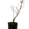 Bonsai Special | Japanese Maple (B8)