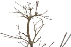 Bonsai Special | Japanese Maple (B8) -Evergreen Plants Shop B8JapaneseMapleBonsai 3