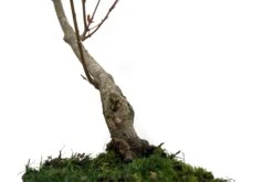 Bonsai Special | Japanese Maple (B8) -Evergreen Plants Shop B8JapaneseMapleBonsai 4