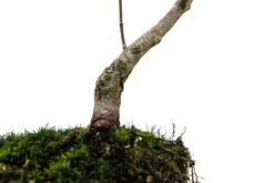 Bonsai Special | Japanese Maple (B8) -Evergreen Plants Shop B8JapaneseMapleBonsai 5