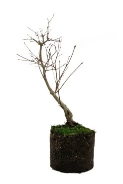 Bonsai Special | Japanese Maple (B8) -Evergreen Plants Shop B8JapaneseMapleBonsai 6