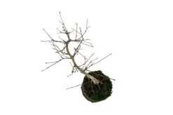 Bonsai Special | Japanese Maple (B8) -Evergreen Plants Shop B8JapaneseMapleBonsai 7