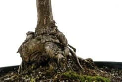 Bonsai Special | Bigleaf Maple (B9) -Evergreen Plants Shop B9 Bigleaf Maple Bonsai 11