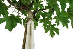 Bonsai Special | Bigleaf Maple (B9) -Evergreen Plants Shop B9 Bigleaf Maple Bonsai 12