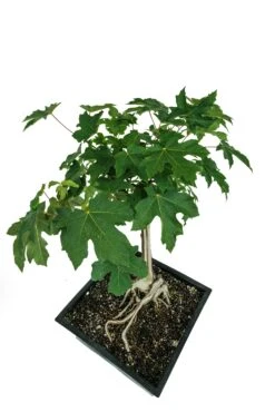 Bonsai Special | Bigleaf Maple (B9) -Evergreen Plants Shop B9 Bigleaf Maple Bonsai 13