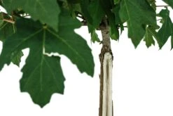 Bonsai Special | Bigleaf Maple (B9) -Evergreen Plants Shop B9 Bigleaf Maple Bonsai 2