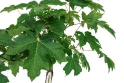 Bonsai Special | Bigleaf Maple (B9) -Evergreen Plants Shop B9 Bigleaf Maple Bonsai 3