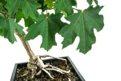 Bonsai Special | Bigleaf Maple (B9) -Evergreen Plants Shop B9 Bigleaf Maple Bonsai 4