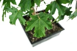 Evergreen Plants Shop -Evergreen Plants Shop B9 Bigleaf Maple Bonsai 5
