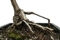 Bonsai Special | Bigleaf Maple (B9) -Evergreen Plants Shop B9 Bigleaf Maple Bonsai 6