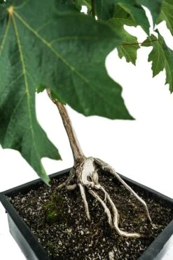 Bonsai Special | Bigleaf Maple (B9) -Evergreen Plants Shop B9 Bigleaf Maple Bonsai 7