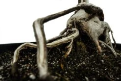 Bonsai Special | Bigleaf Maple (B9) -Evergreen Plants Shop B9 Bigleaf Maple Bonsai 9