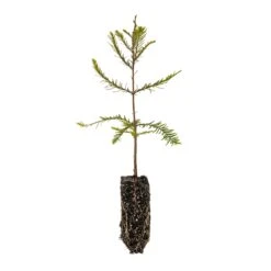 Baldcypress | Bulk Nursery Lots 31 Baldcypress | Bulk Nursery Lots -Evergreen Plants Shop Baldcypress Med V2 Small f800670c ca0c 4493 b604 dfb1f73a43be