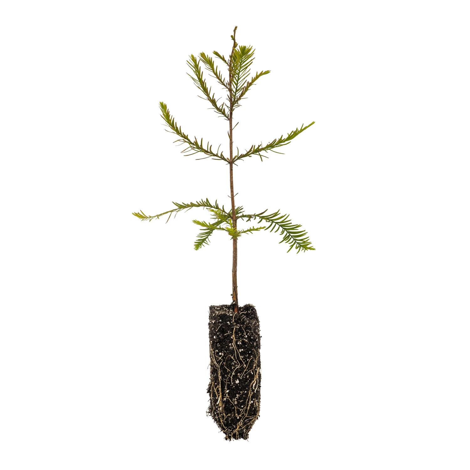 Baldcypress | Bulk Nursery Lots 12 Baldcypress | Bulk Nursery Lots - Image 12