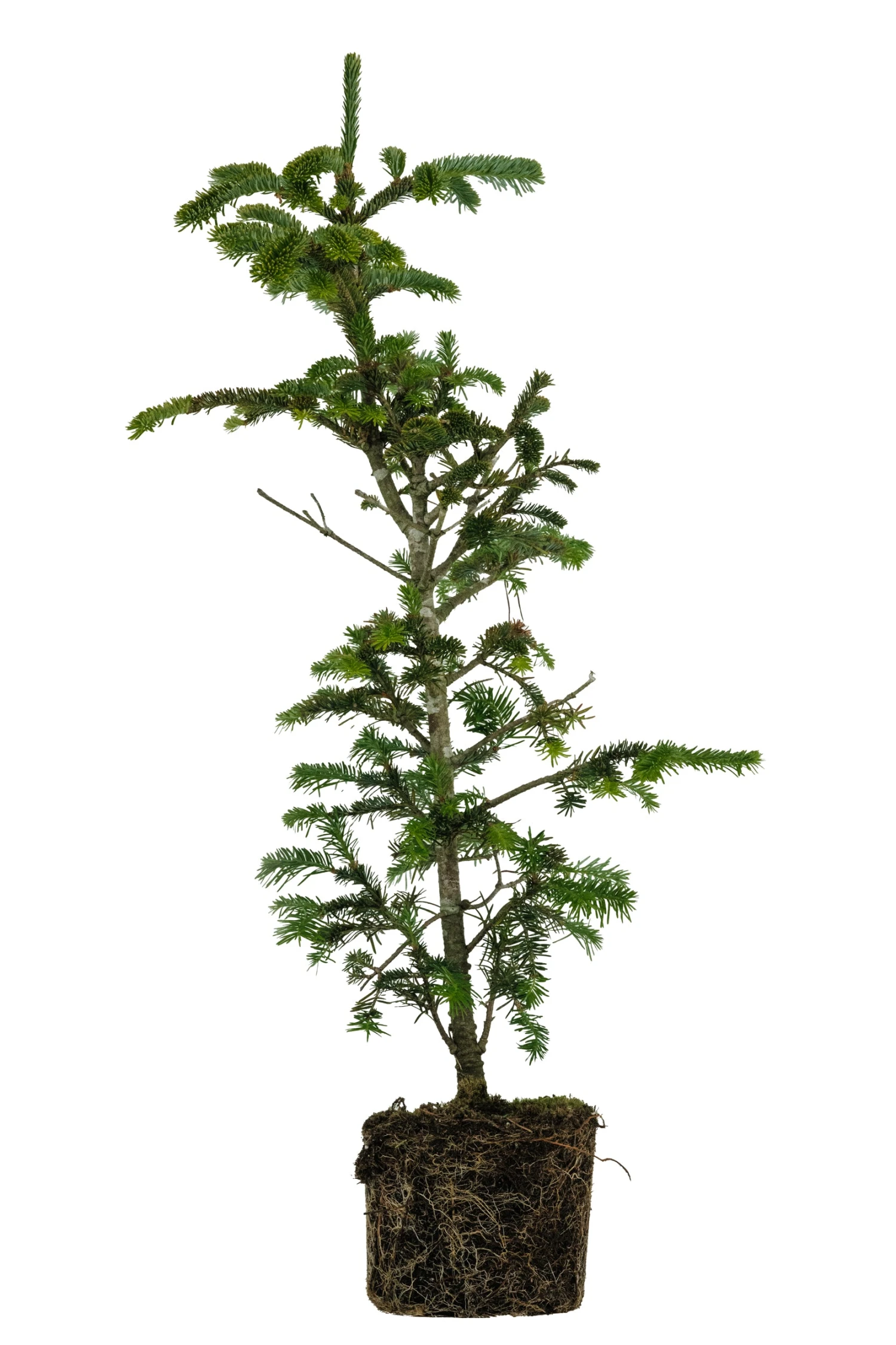 Bonsai Special | Balsam Fir (C6)