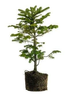 Bonsai Special | Balsam Fir (D1)