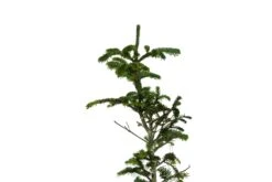 Evergreen Plants Shop -Evergreen Plants Shop BalsamFirBonsai 2