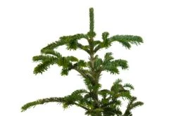 Bonsai Special | Balsam Fir (C6) -Evergreen Plants Shop BalsamFirBonsai 3