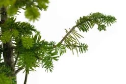 Bonsai Special | Balsam Fir (D1) -Evergreen Plants Shop BalsamFirBonsai 3 2d55be09 330b 42a6 9f2b 332ea0d1a357