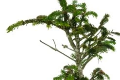 Bonsai Special | Balsam Fir (C6) -Evergreen Plants Shop BalsamFirBonsai 4