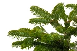 Bonsai Special | Balsam Fir (D1) -Evergreen Plants Shop BalsamFirBonsai 4 cc2022f0 ac3c 42b6 9210 1dcac7769266