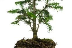 Bonsai Special | Balsam Fir (C6) -Evergreen Plants Shop BalsamFirBonsai 5