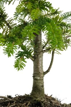 Bonsai Special | Balsam Fir (D1) -Evergreen Plants Shop BalsamFirBonsai 5 9df18b45 502c 41fb 8694 1938d77be7d7