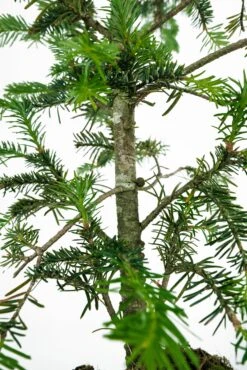 Bonsai Special | Balsam Fir (C6) -Evergreen Plants Shop BalsamFirBonsai 6