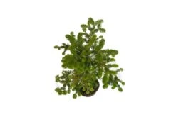 Bonsai Special | Balsam Fir (D1) -Evergreen Plants Shop BalsamFirBonsai 6 e0f11243 01c1 40c6 8b20 fc5e8fce1689