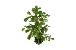 Bonsai Special | Balsam Fir (C6) -Evergreen Plants Shop BalsamFirBonsai 7