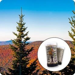 Balsam Fir | Mini-Grow Kit